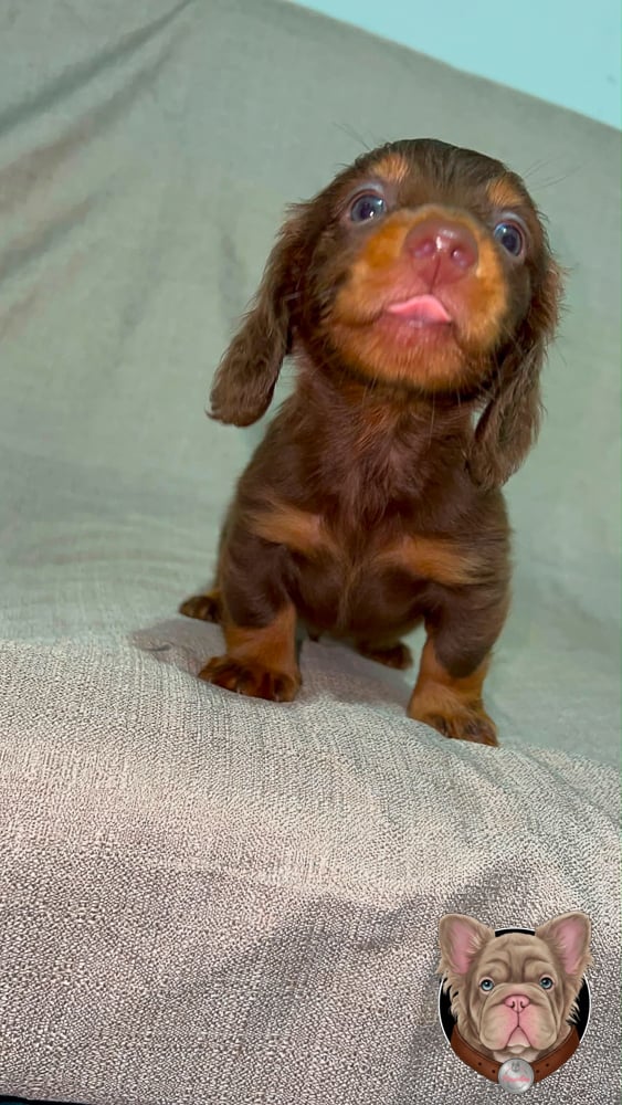 Cachorro teckel de pelo largo chocolate y fuego en retrato.
