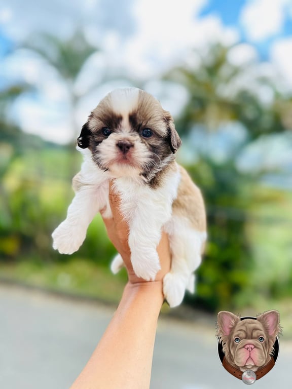 Cachorro Shih Tzu de manto claro sostenido en brazos con vegetación de fondo
