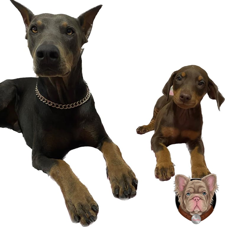 Doberman adulto negro junto a un cachorro rojizo sobre fondo blanco