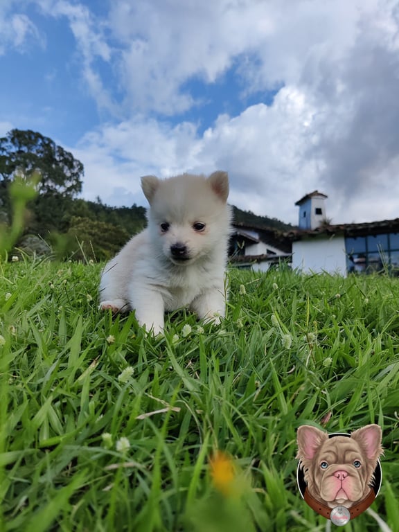 Cachorro Pomsky blanco pequeño de pie sobre el pasto