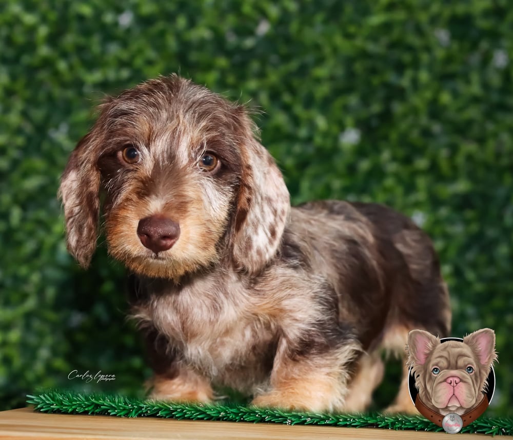 Cachorro teckel de pelo duro chocomerle en retrato al aire libre.