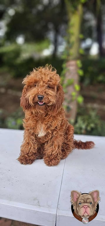 Cachorro Caniche sentado sobre pasto al aire libre