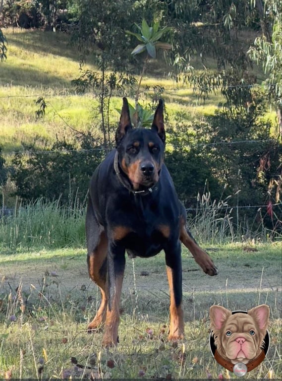 Doberman adulto negro y fuego de cuerpo completo en un potrero