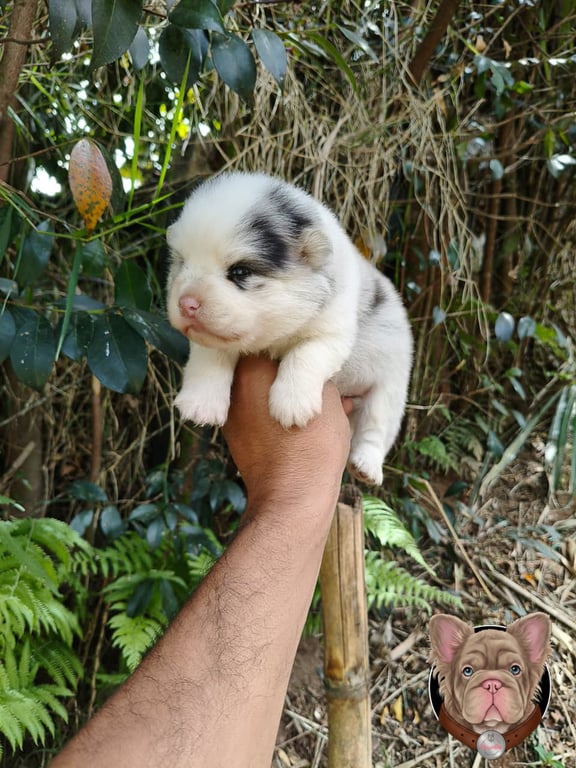 Cachorro Pomsky blanco y negro sostenido en brazos entre follaje verde
