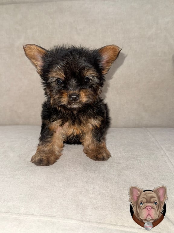Yorkshire Terrier cachorro sentado sobre tela beige mirando a camara