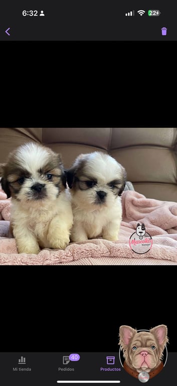 Dos cachorros Shih Tzu sentados juntos sobre una manta en interior