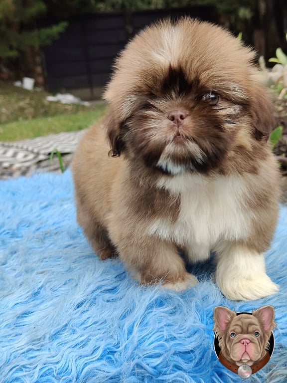 Cachorro Shih Tzu de manto chocolate sentado sobre una alfombra azul