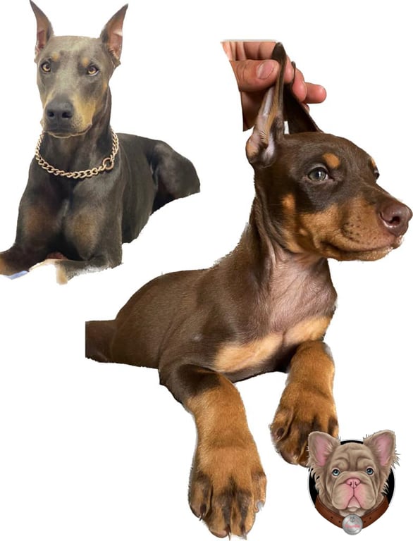 Cachorro Doberman rojizo y fuego recostado sostenido con la mano