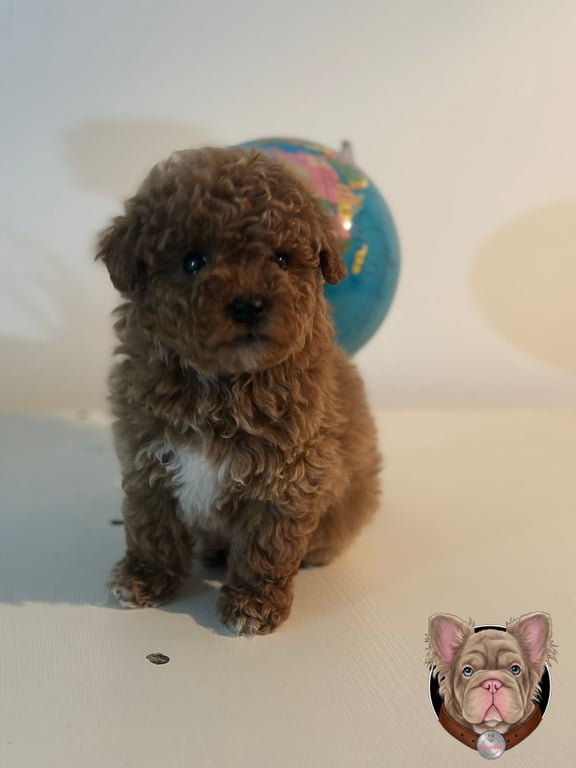 Cachorro Poodle sentado en interior con decoracion de mapamundi