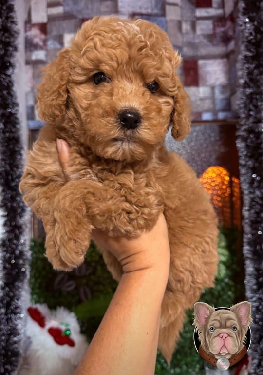 Cachorro Poodle sostenido en brazos con decoracion exterior