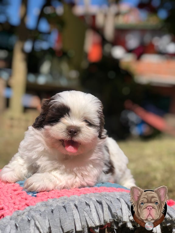 Cachorro Shih Tzu blanco y negro recostado sacando la lengua sobre un cojín exterior