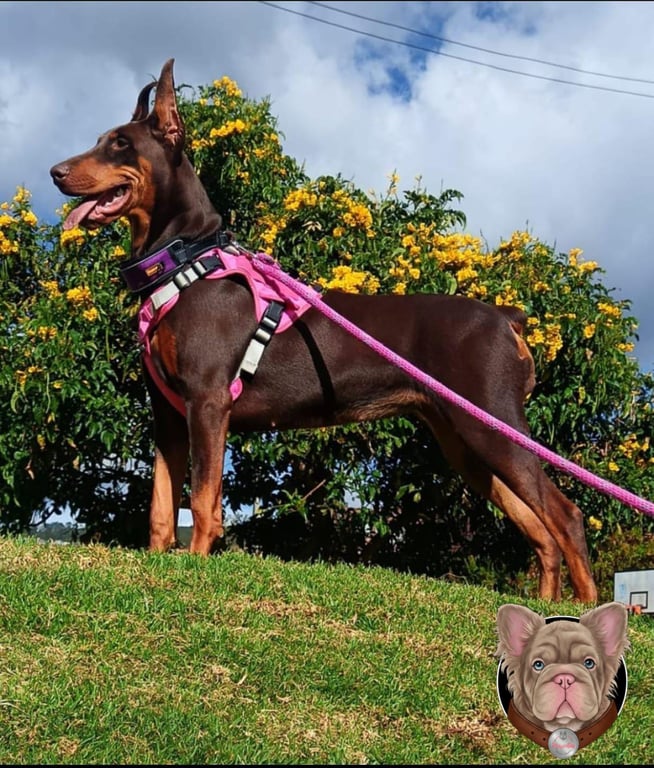 Doberman adulto rojizo de pie al aire libre junto a flores amarillas