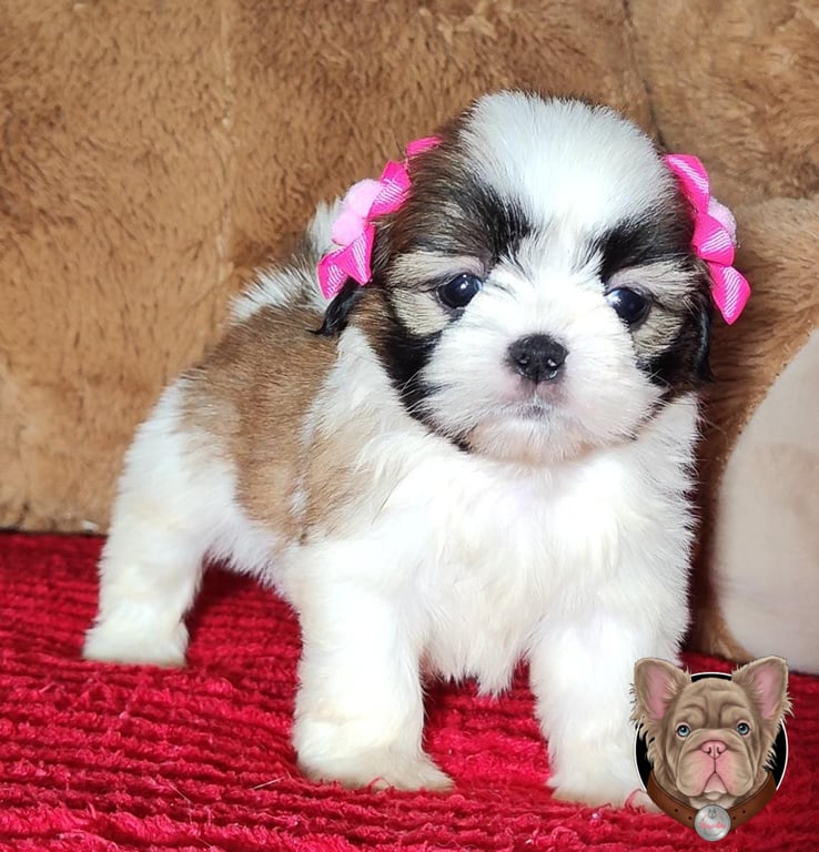 Cachorro Shih Tzu con moños rosados de pie sobre una alfombra roja