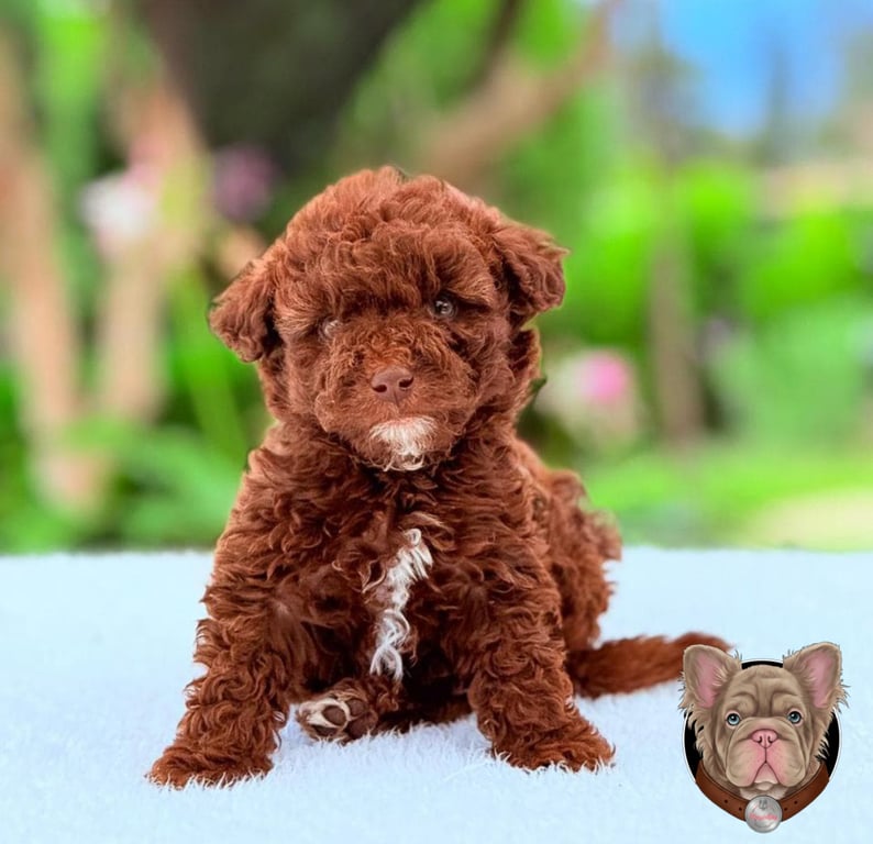 Cachorro Poodle sentado al aire libre con fondo desenfocado