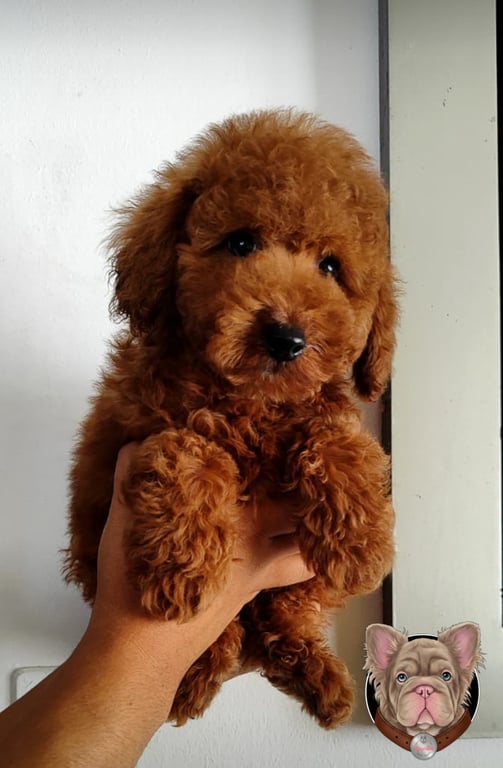 Cachorro Poodle sostenido en brazos en interior