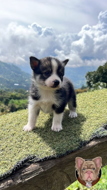 Cachorro Pomsky blanco y negro de pie con paisaje de montaña de fondo