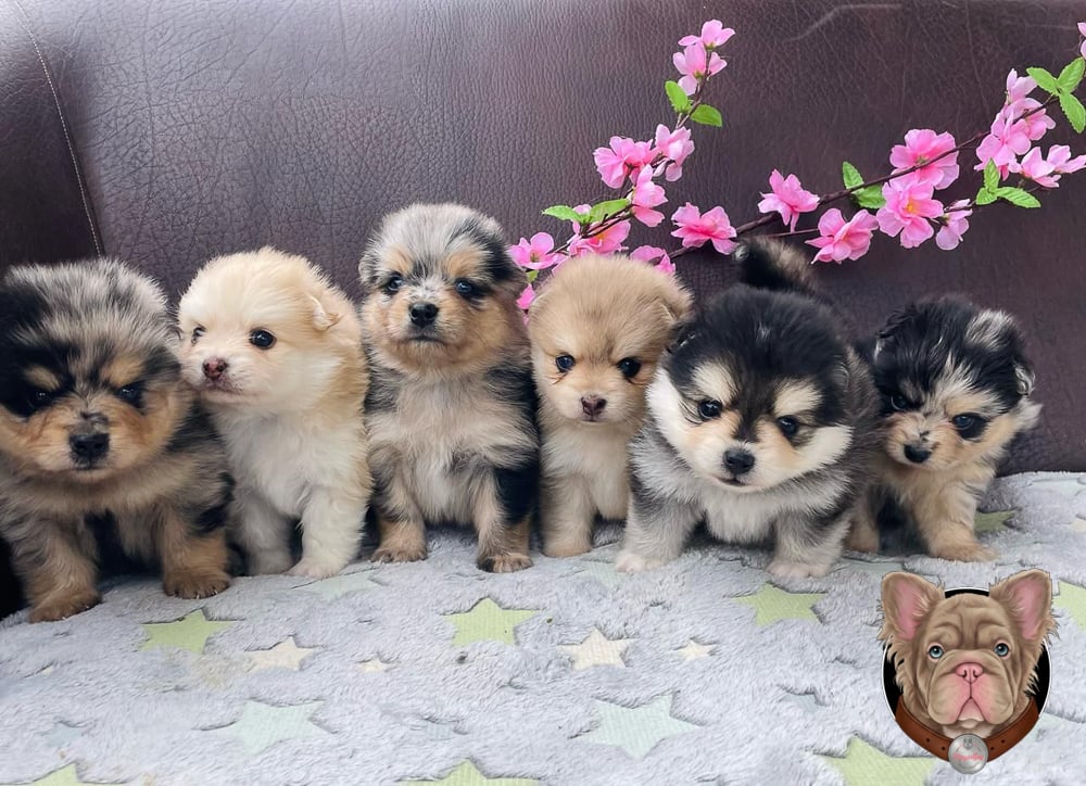Grupo de cachorros Pomsky de distintos colores junto a flores decorativas