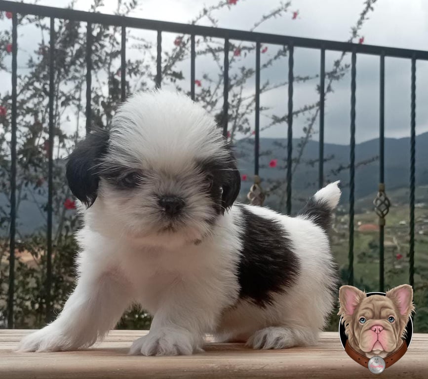 Cachorro Shih Tzu blanco y negro de pie sobre una baranda con paisaje de montaña