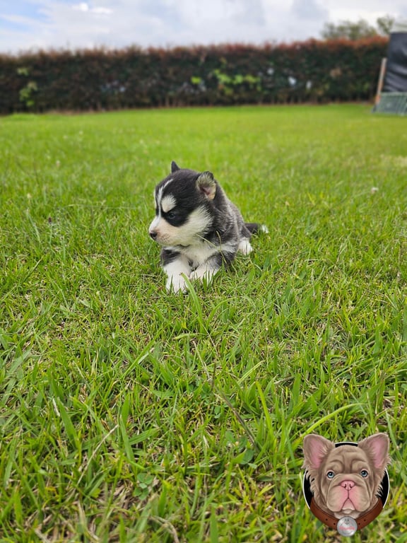 Cachorro Pomsky gris y blanco corriendo sobre el pasto