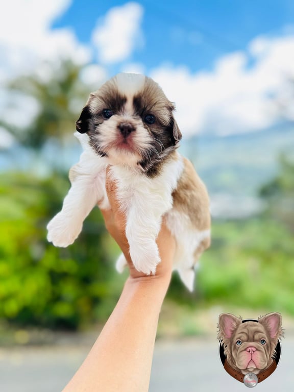 Cachorro Shih Tzu de manto dorado sostenido en brazos con paisaje de montaña