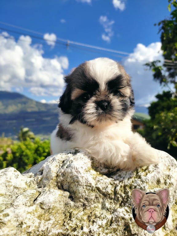Cachorro Shih Tzu blanco y negro recostado sobre rocas con paisaje de fondo