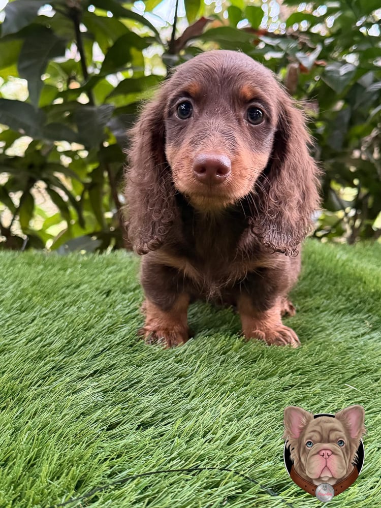 Cachorro teckel de pelo largo chocolate sólido en retrato frontal.