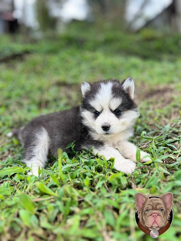 Cachorro Pomsky gris, blanco y negro recostado sobre el pasto