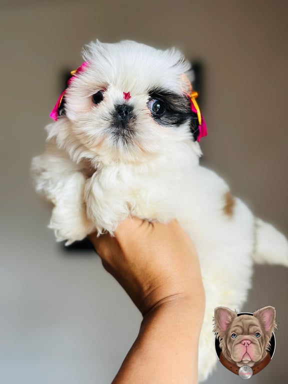 Cachorro Shih Tzu blanco sostenido en brazos con moño rosado en la cabeza