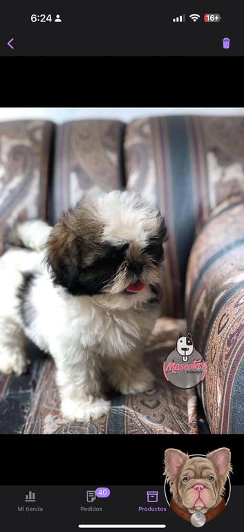 Cachorro Shih Tzu blanco y negro en primer plano sobre un sofá floral
