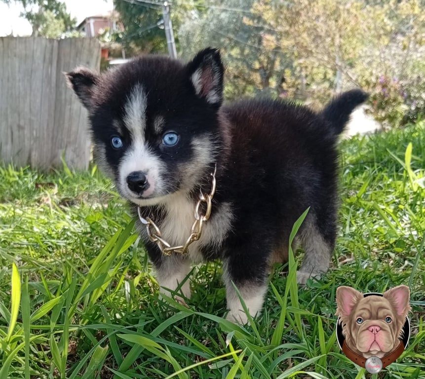 Cachorro Pomsky blanco y negro de pie sobre pasto con collar de cadena