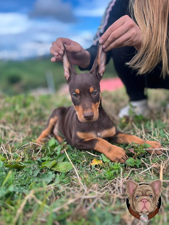 Cachorro Doberman rojizo y fuego recostado sobre el césped