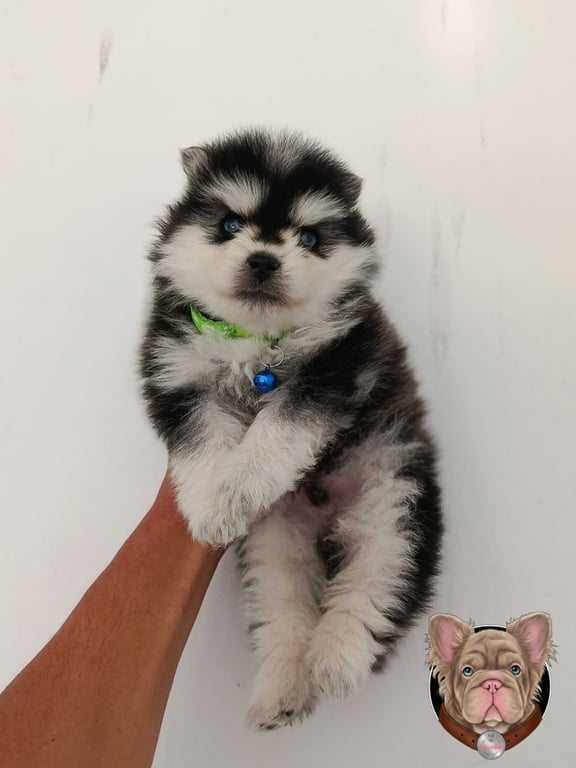 Cachorro Pomsky blanco y negro sostenido en brazos frente a una pared