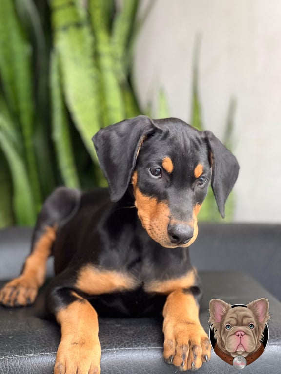 Cachorro Doberman negro y fuego de pie entre plantas
