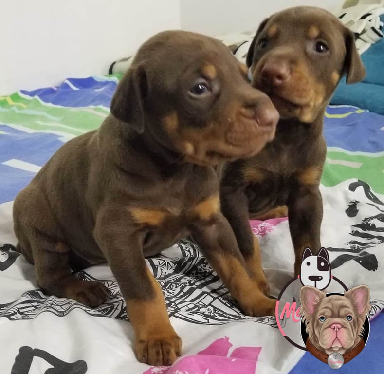 Dos cachorros Doberman rojizos juntos sobre una manta