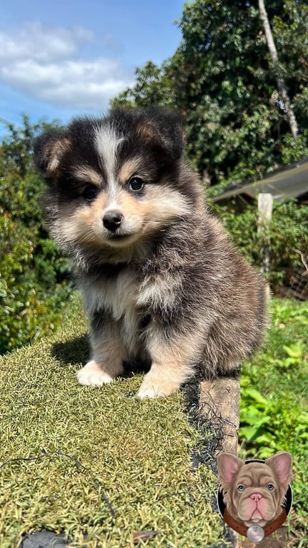 Cachorro Pomsky gris y crema de manto abundante en un jardín