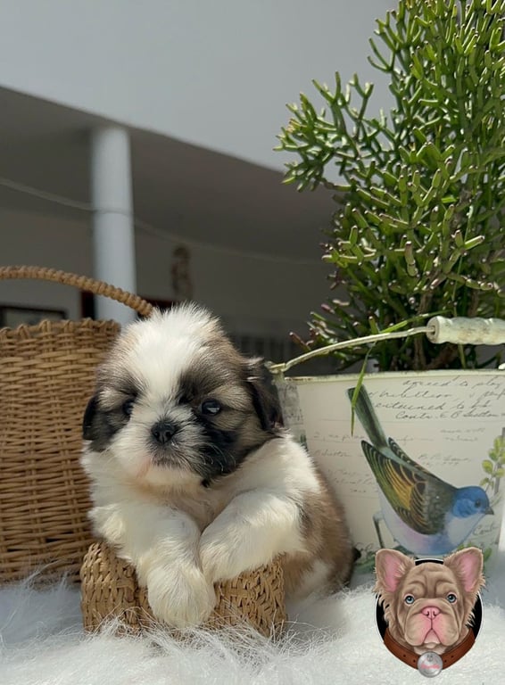 Cachorro Shih Tzu café y blanco sentado en una cesta de mimbre en exterior