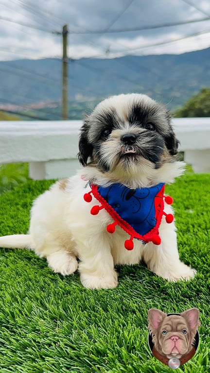 Cachorro Shih Tzu con pañoleta azul mirando de frente sentado al aire libre