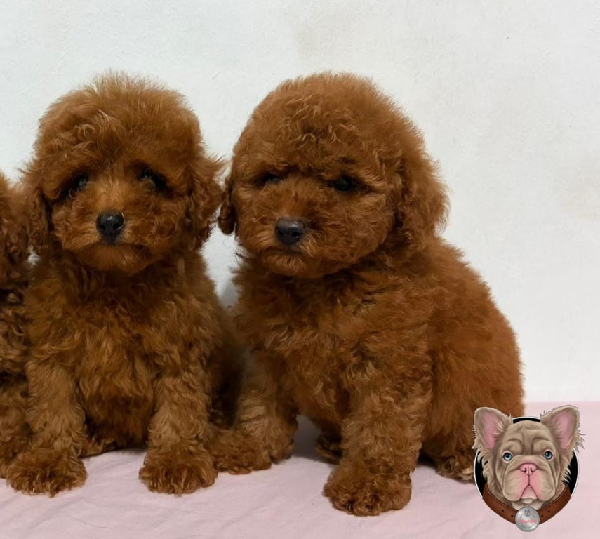 Par de cachorros Poodle acurrucados sobre manto rosado