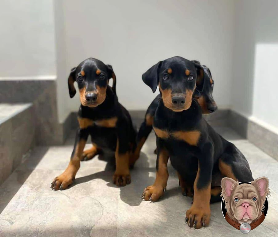 Dos cachorros Doberman negros y fuego sentados en interior