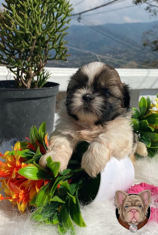 Cachorro Shih Tzu café y blanco sentado entre flores de colores