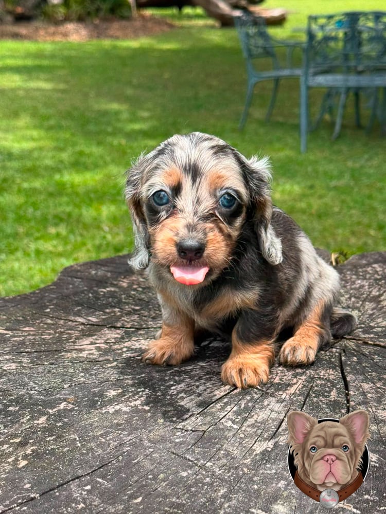 Cachorro teckel de pelo largo arlequín merle sentado al aire libre.