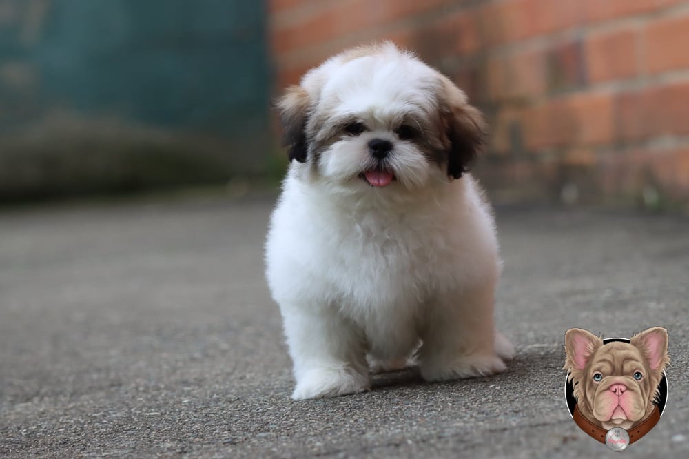 Cachorro Shih Tzu blanco de pie sobre una superficie de concreto al aire libre