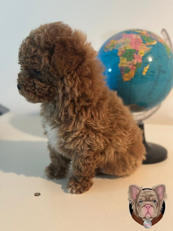 Cachorro Caniche de perfil sentado en interior