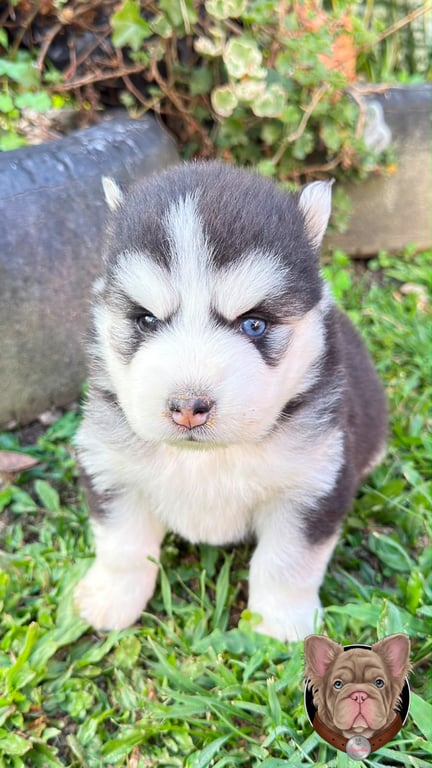 Cachorro Pomsky de ojos azules mirando de frente en primer plano