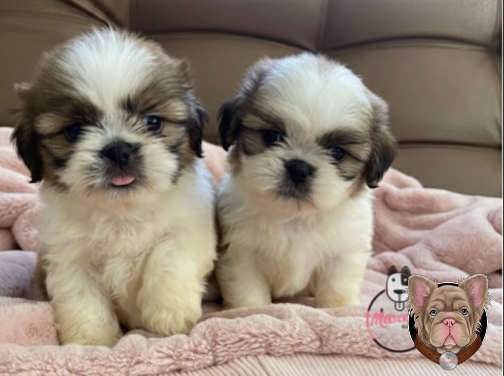 Dos cachorros Shih Tzu blanco y café sentados juntos sobre una manta rosada