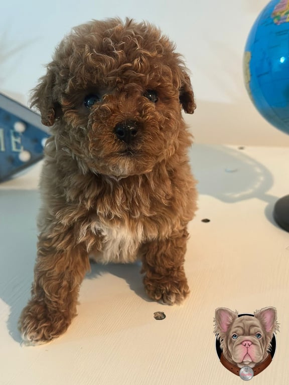 Cachorro Poodle de manto rizado de pie mirando a camara