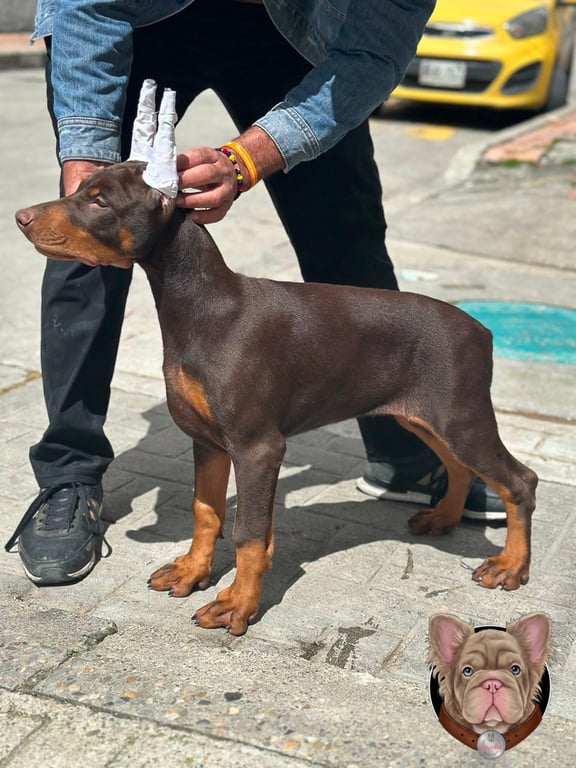 Doberman adulto de pie en posición de exhibición al aire libre