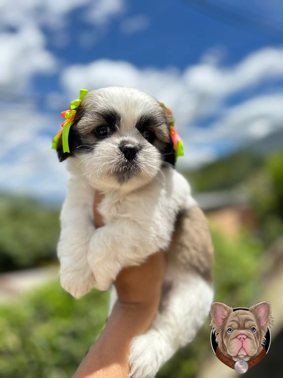 Cachorro Shih Tzu con broches florales sostenido en brazos al aire libre