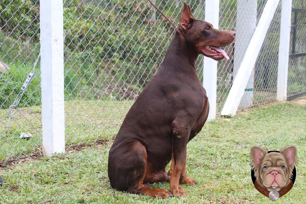 Doberman adulto rojizo sentado con la lengua afuera al aire libre