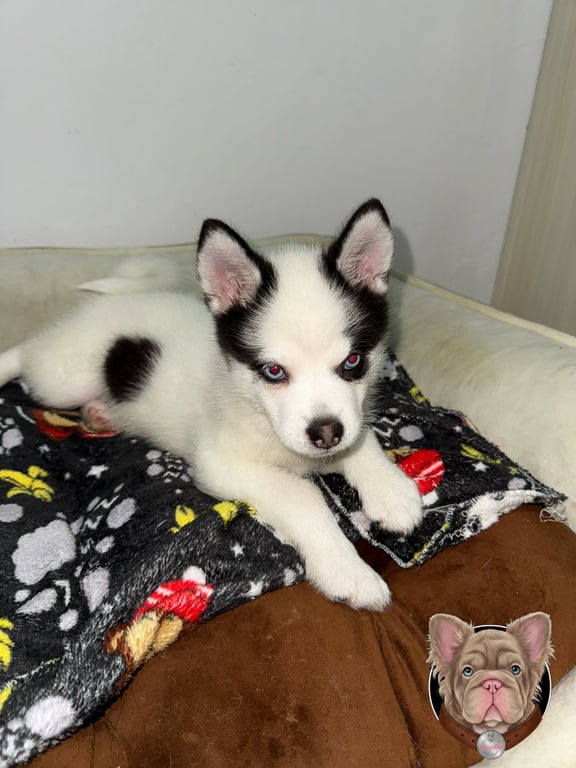 Cachorro Pomsky blanco y negro de orejas puntiagudas recostado en un sillón